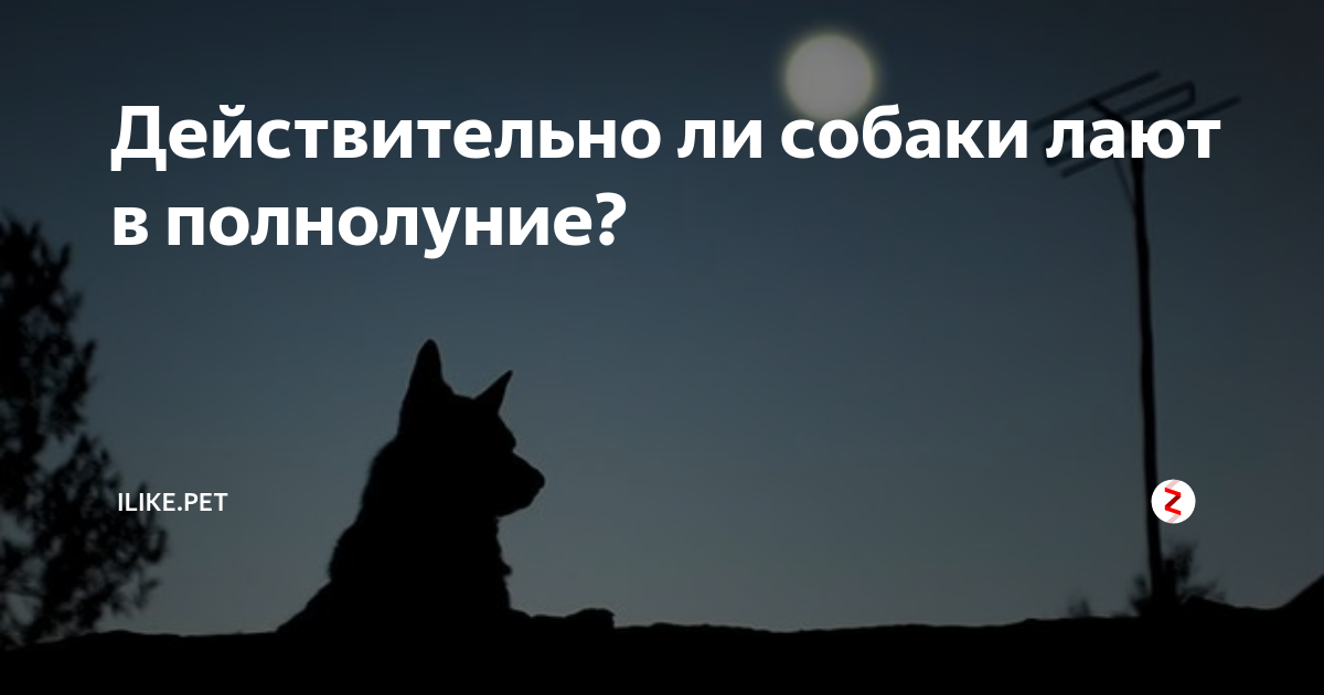 Почему собаки воют на луну?