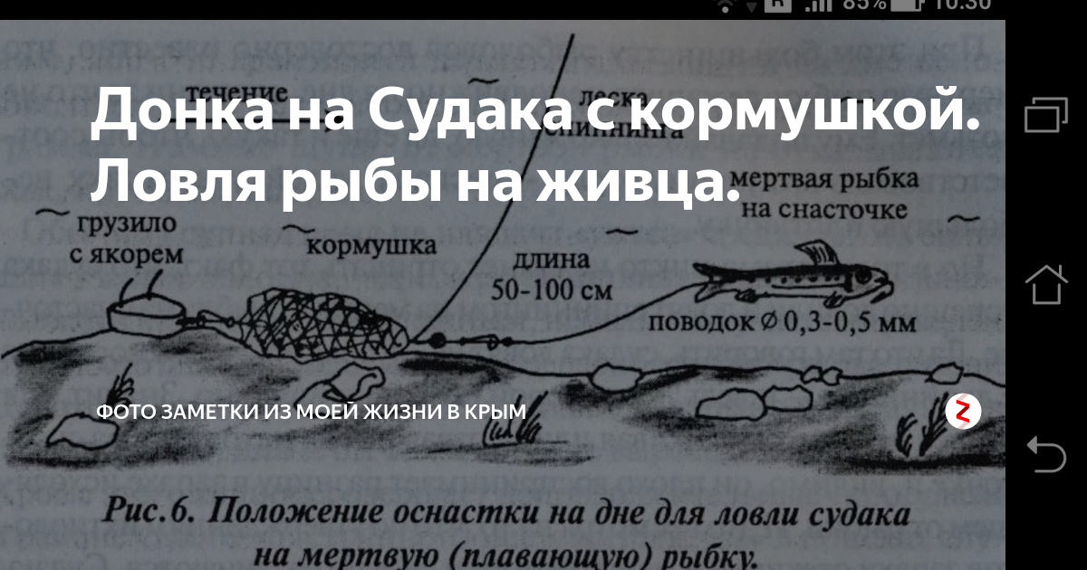 Донка для живца, схема снасти для ловли хищной рыбы Фото заметки из моей жизни в