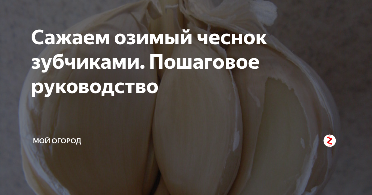 Сажаем озимый чеснок зубчиками. Пошаговое руководство | Мой огород | Дзен