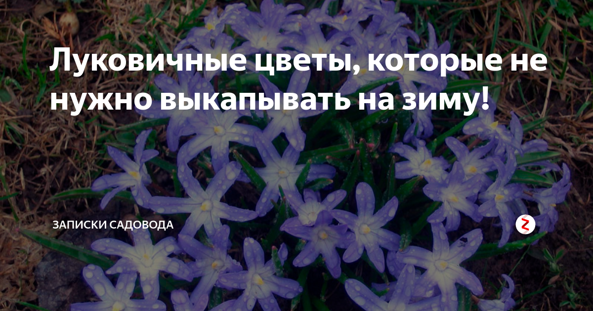 Цветы которые не надо выкапывать на зиму. Луковичные первоцветы хионодокса. луковичные многолетники которые выкапывают на зиму. цветы которые надо выкапывать. цветы которые не надо выкапывать.