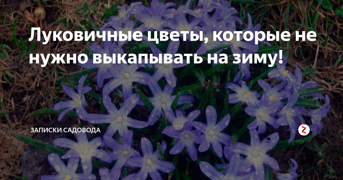 Многолетние цветы которые не надо выкапывать на зиму фото