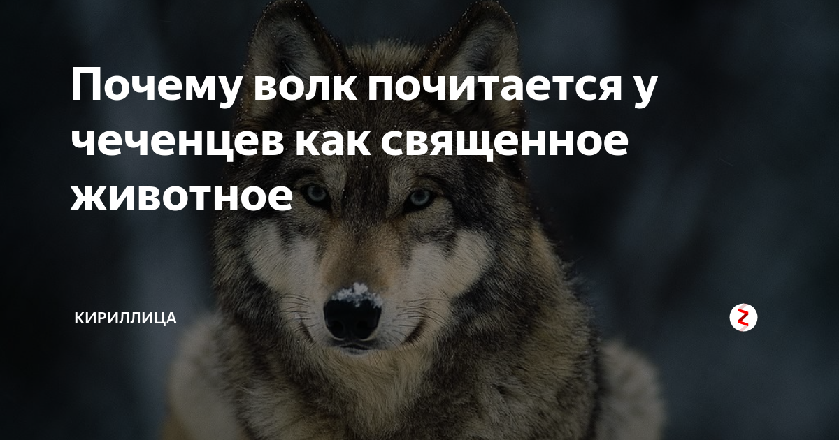 Почему волк. Волк чеченский цитата. Цитаты про чеченских Волков. Чеченские высказывания про волка.