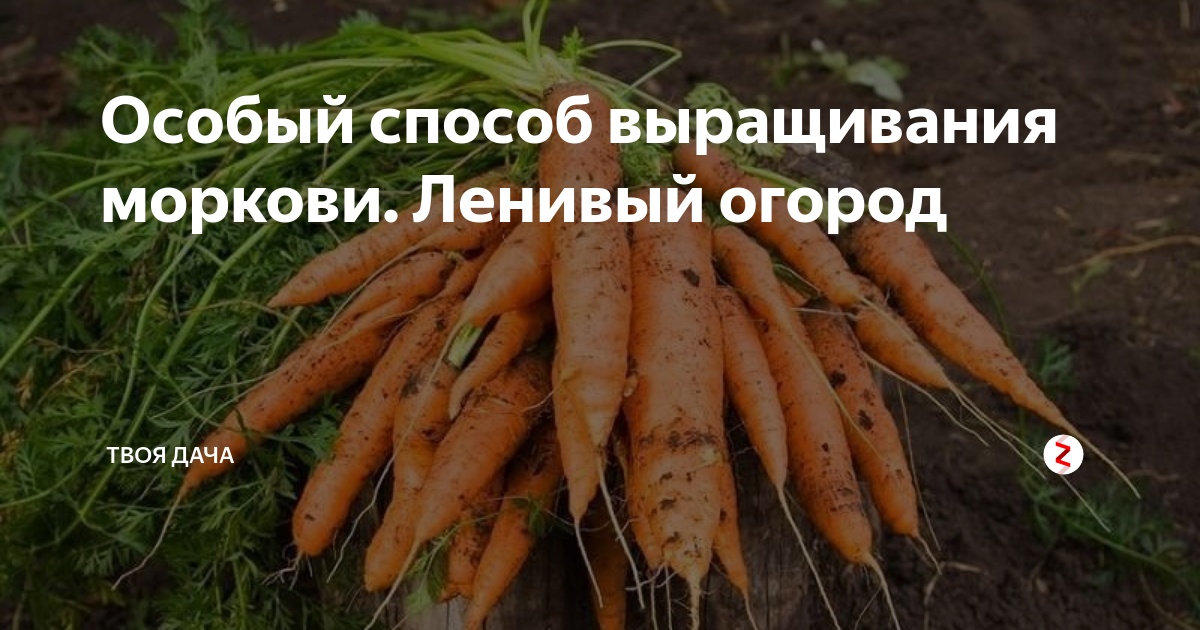 Обработка моркови керосином. Керосин для моркови от сорняков. морковь ленивая грядка. морковь сорт ленивая грядка. морковь в мешках выращивание.