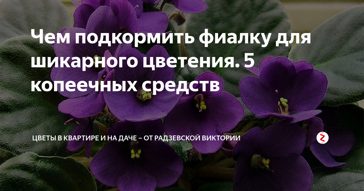 Чем полить фиалки, чтобы зацвели быстрее в домашних условиях: советы, видео