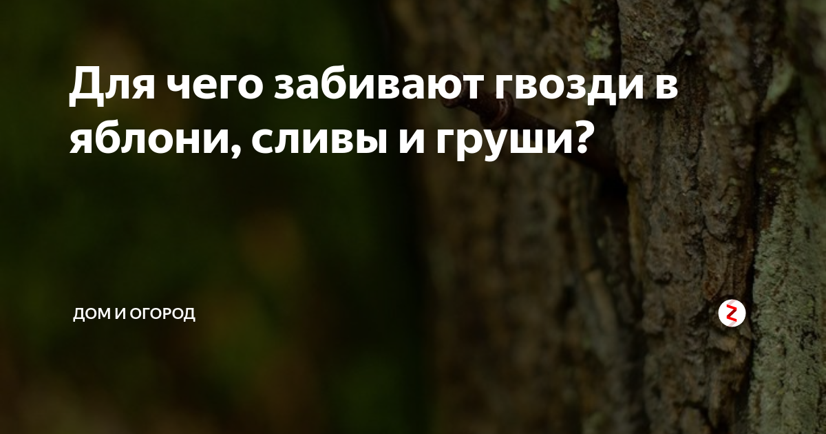 куда вбить гвоздь в яблоню. гвозди в стволе дерева. черенкование яблони зимой. яблоня растет в 2 ствола. яблоня растущая вниз.