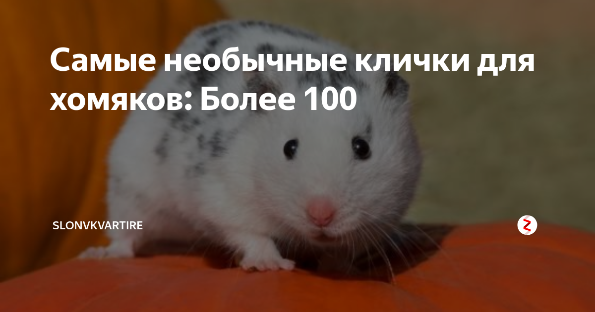 Имя для хомяка. Необычные имена для хомяков. Красивые имена для мальчиков хомячков. Красивое имя для хомяка