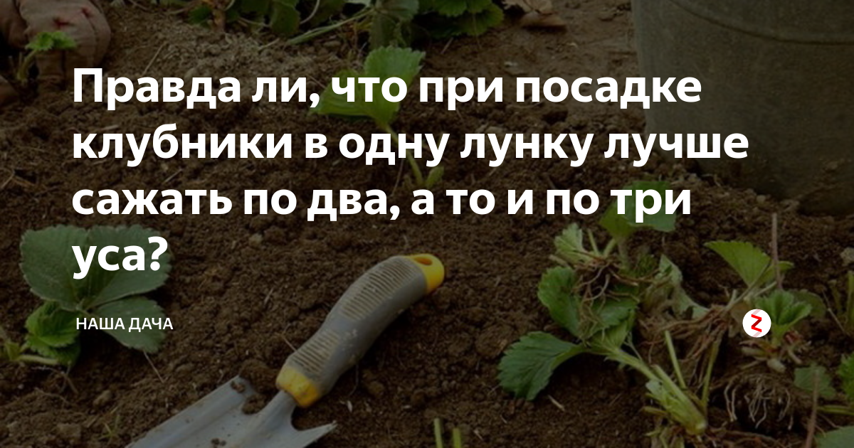 Можно сажать по 2 перца в лунку. Удобрение в лунку клубники. Посадка клубники в августе усами удобрения в лунку при посадке. Подкормка для клубники в лунке. Три в лунку клубники