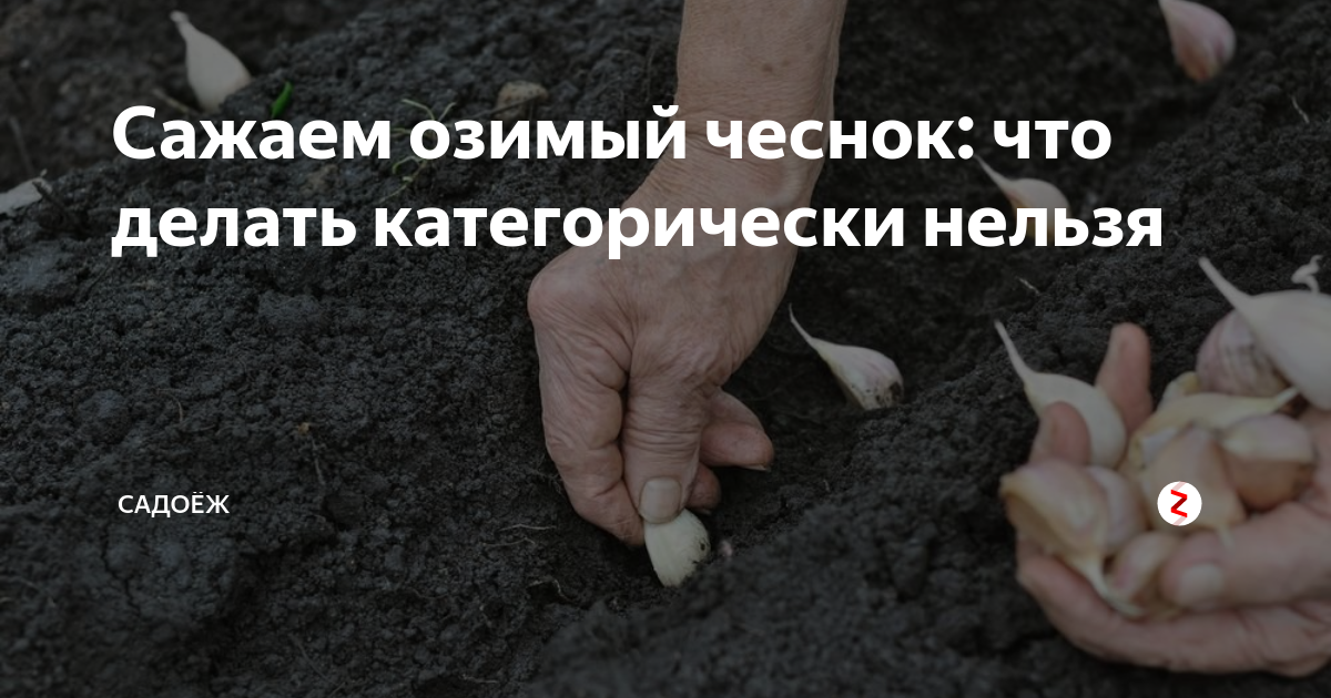 Сажаем озимый чеснок: что делать категорически нельзя