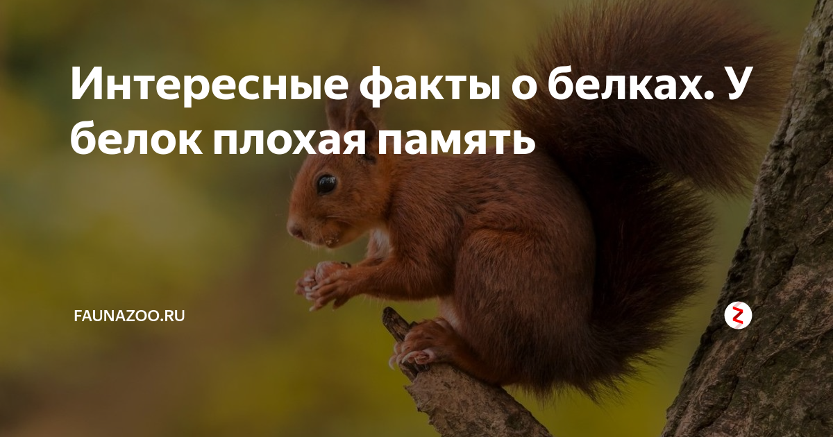 Интересное про белку. Факты о белках. Белка интересные факты