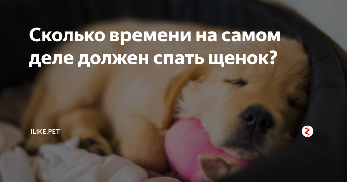 Таблица продолжительность сна от возраста. Сколько должен спать щенок в 2. Продолжительность сна у животных. Средняя продолжительность сна у животных. Сколько раз должен спать ребенок в 1 год.