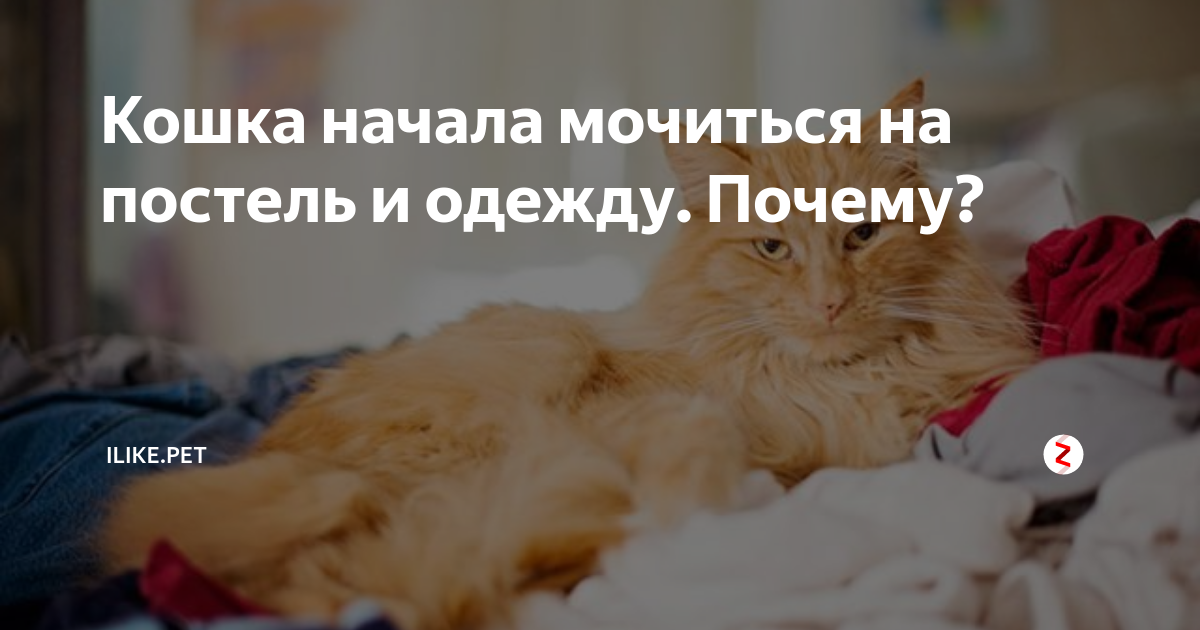 Кошка какает на кровати. Кот нагадил на кровать. Котик гадит на постель. Почему котёнок гадит на кровать. Кот ссытся в кровать.