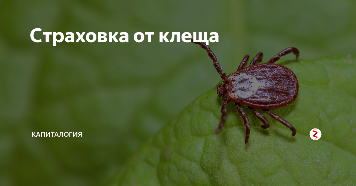 Что дает страховка от клеща. Клещ страхование. Страхование от клещей. Росгосстрах защита от клеща. Страхование от укуса клеща.