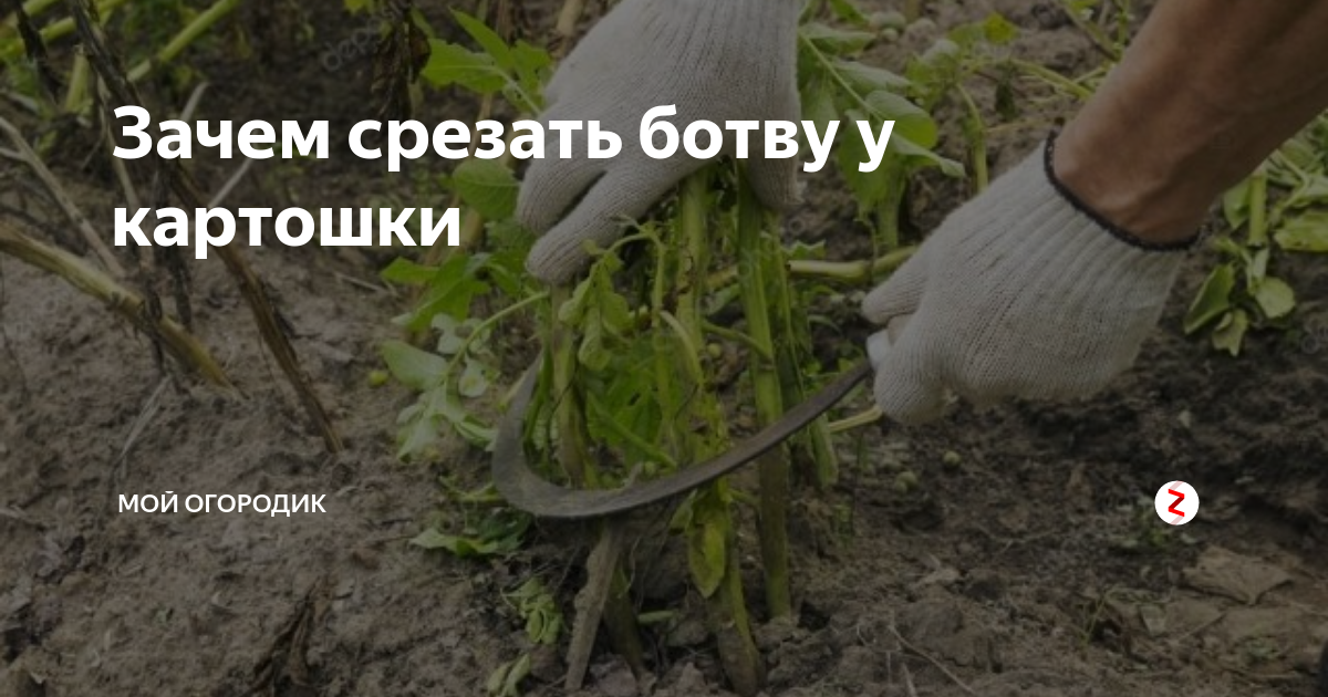 Зачем срезать ботву у картофеля перед уборкой. Как срезать ботву картофеля. обламывать ботву у картофеля. зачем срезать ботву у картофеля после цветения. зачем срезают ботву у картофеля перед уборкой.