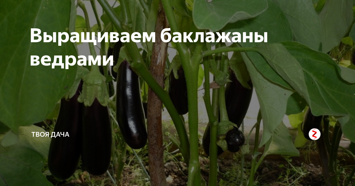 Выращиваем баклажаны ведрами | Твоя Дача | Дзен