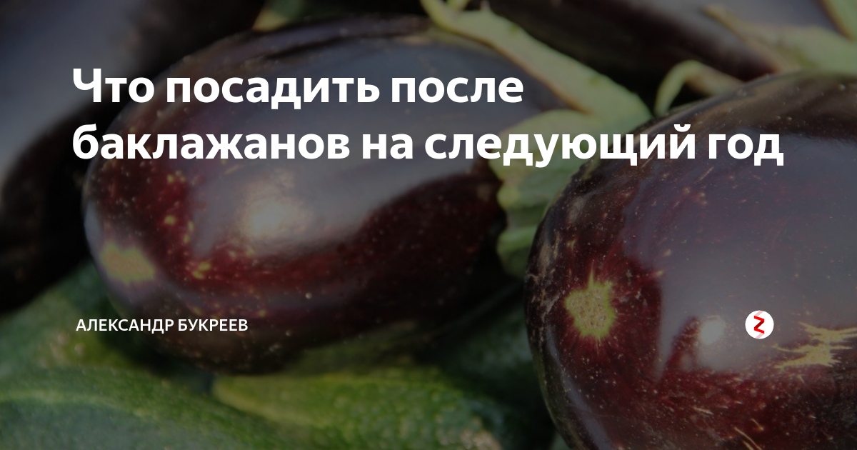 Что посадить после баклажан на следующий год. Что можно сажать после баклажан. После чего садить баклажаны. После чего лучше посадить баклажан. Что сажать после баклажан на следующий год.