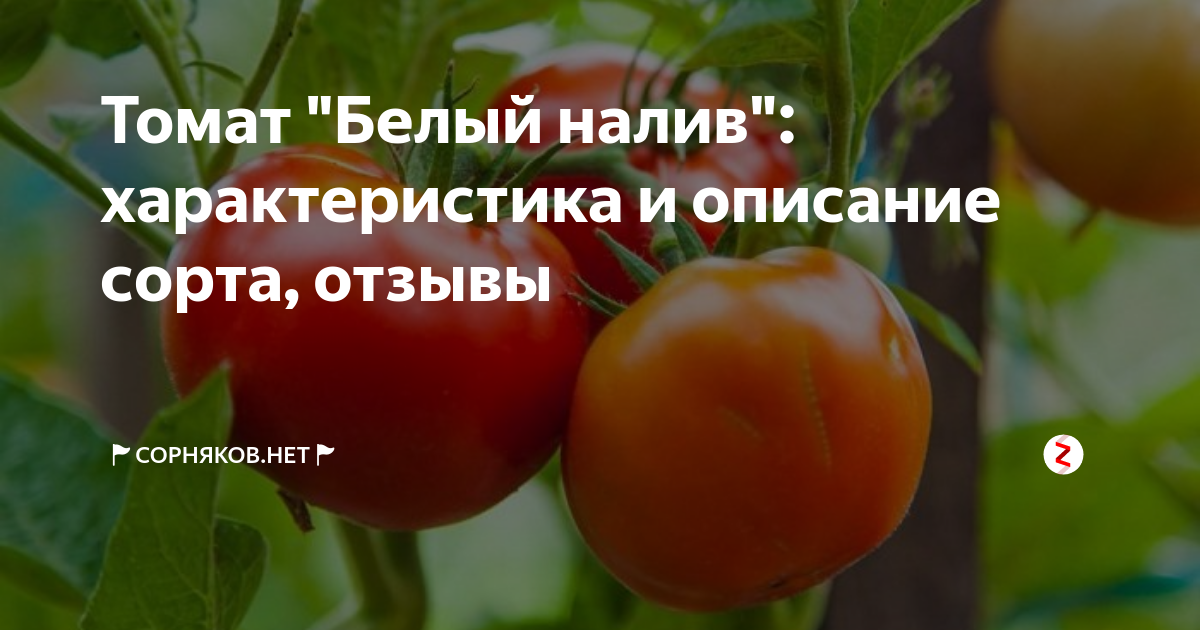 Помидоры белый налив описание сорта фото отзывы. Томат белый налив характеристика и описание сорта фото отзывы.