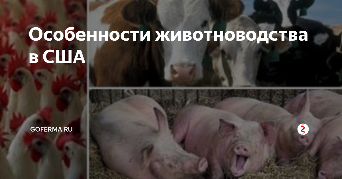 животноводческие фермы в северной америке называются