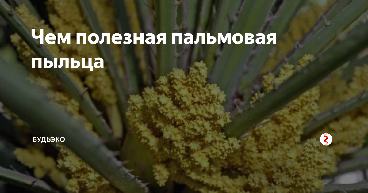 Чем полезная пальмовая пыльца | БудьЭКО | Дзен