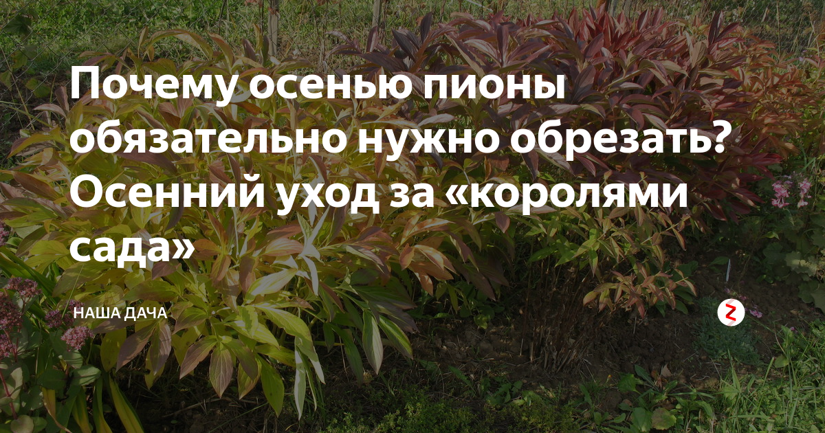 Когда обрезать пионы осенью. Древовидный пион надо ли обрезать осенью. Когда срезать зелень пионов. Когда обрезать листья пионов.