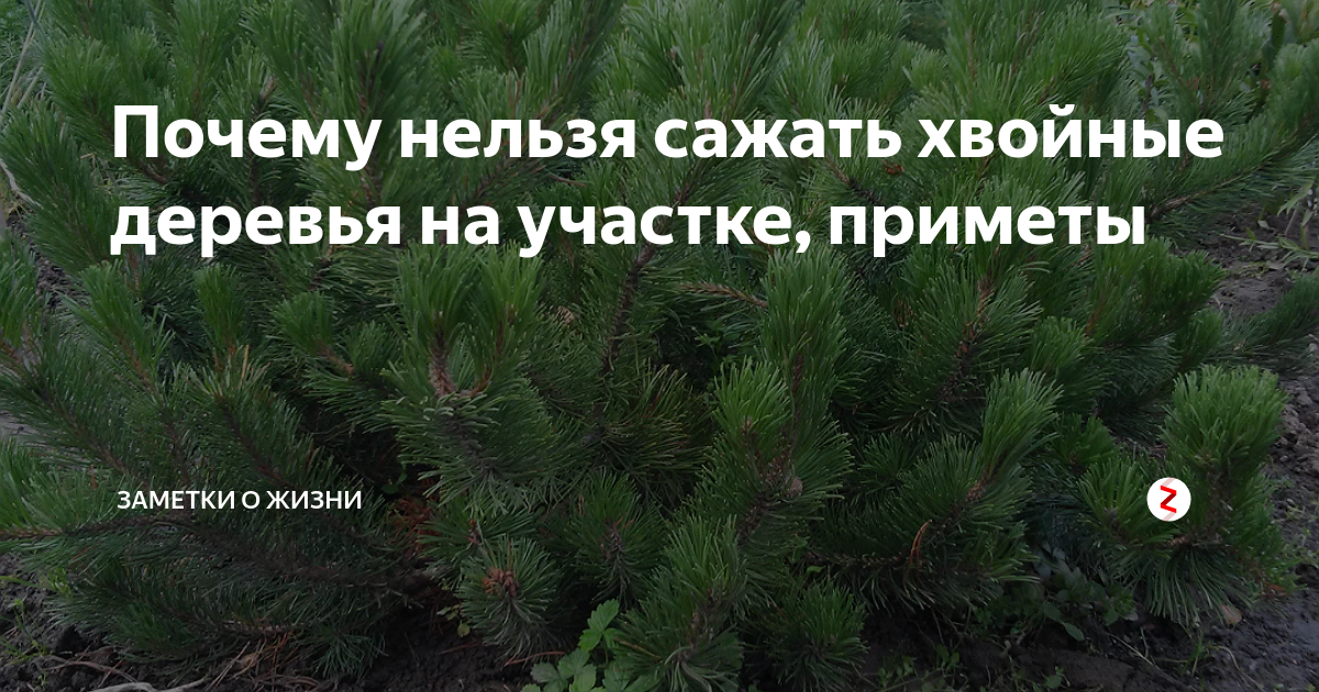 Почему нельзя деревья. Почему нельзя сажать хвойные деревья на участке. Хвойные деревья на участке приметы. Деревья на участке приметы. Сосна на участке приметы.