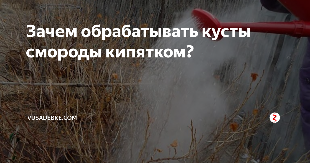 Смородину кипятком. Обработка кипятком. Обработка смородины кипятком. Обработка смородины весной кипятком когда.