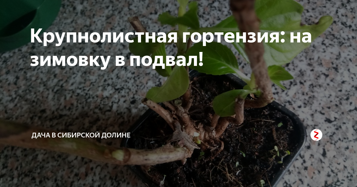 Когда доставать гортензию из подвала