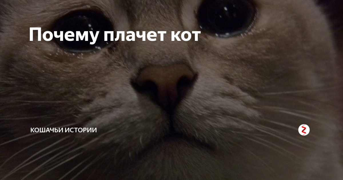 Котенок со слезами. Кошка плачет. Грустный котик. Котик со слезами. Почему коты плачут.