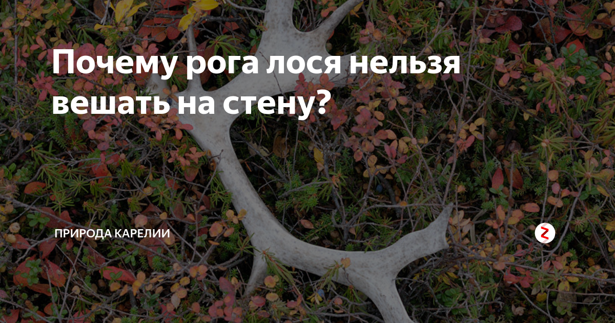 Почему рога лося нельзя вешать на стену? | Природа Карелии | Дзен