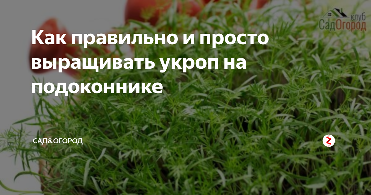 Как правильно и просто выращивать укроп на подоконнике | Сад&Огород | Дзен
