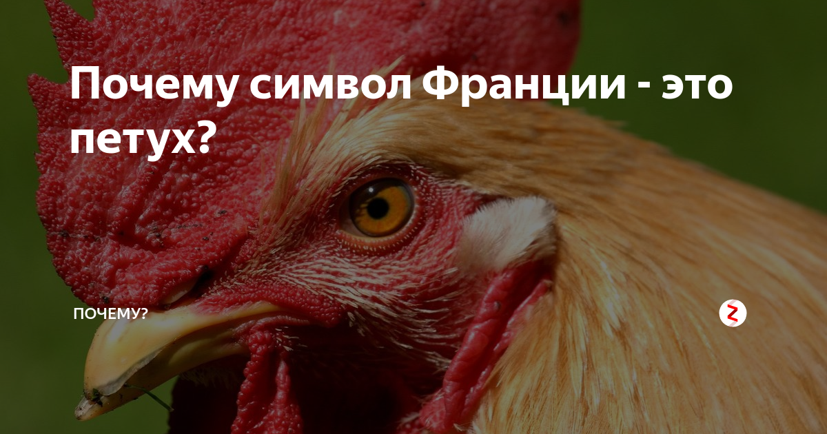 Почему на форме франции петух. Петух символ франции. символ франции петух почему. галльский петух франции. символ франции петух картинки.