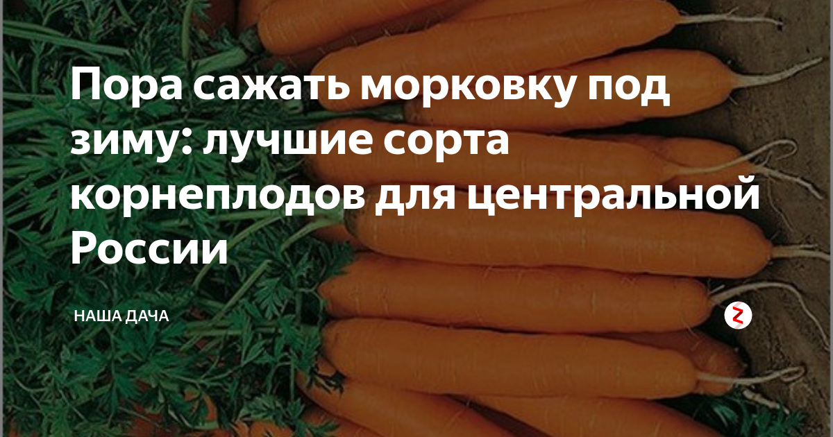 Сорта моркови для посадки под зиму.
