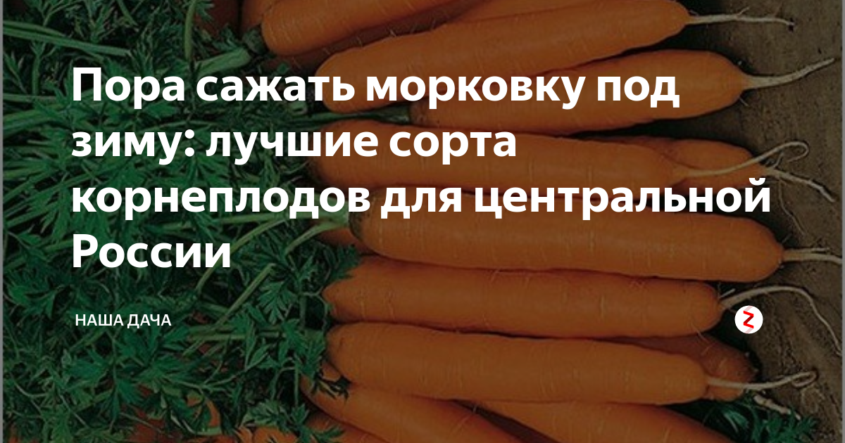 Какие сорта моркови сажать под зиму