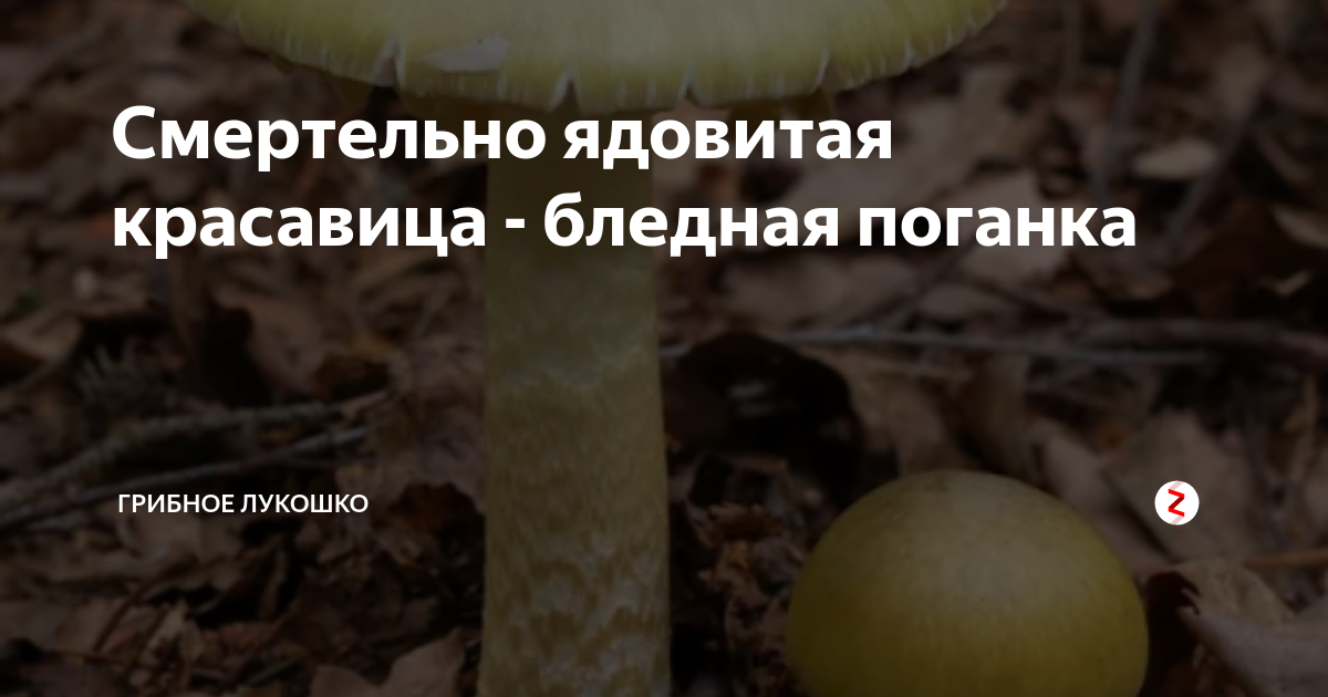 Смертельно ядовитая красавица - бледная поганка | Грибное лукошко и ...