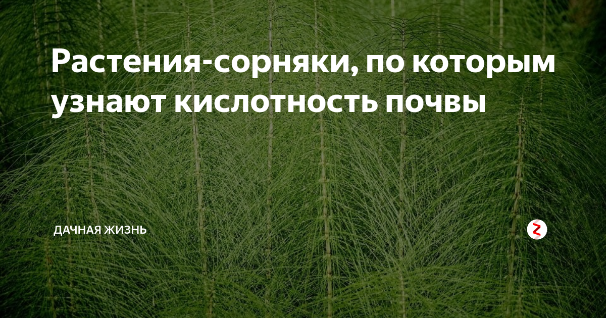 Как узнать кислотность почвы на участке самому по сорнякам фото