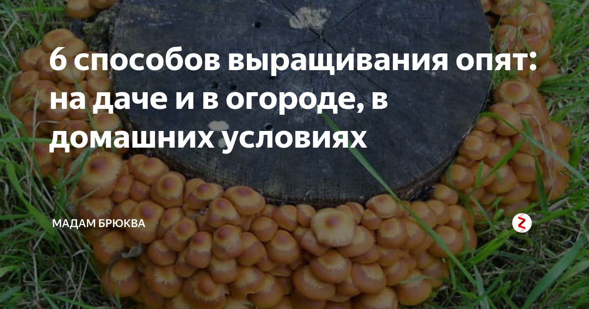 Выращивание опят в домашних условиях