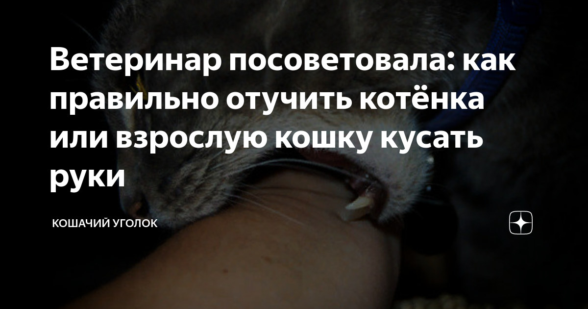 Котенок начинает кусаться. Как отучить котенка кусаться. Как отучить кота кусать руки. Как отучить котенка кусаться и царапаться. Кошка бросается кусаться.