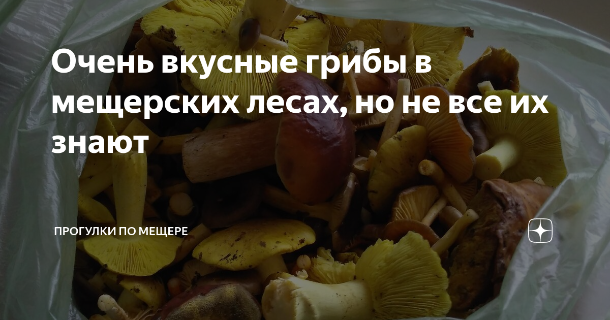 Очень вкусные грибы в мещерских лесах, но не все их знают | Прогулки по ...