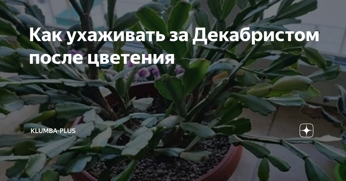 Как ухаживать за Декабристом после цветения | Klumba-plus | Дзен