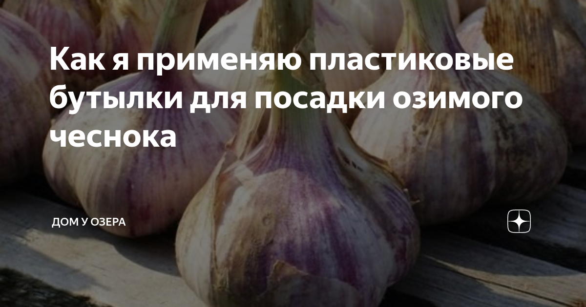 Как я применяю пластиковые бутылки для посадки озимого чеснока