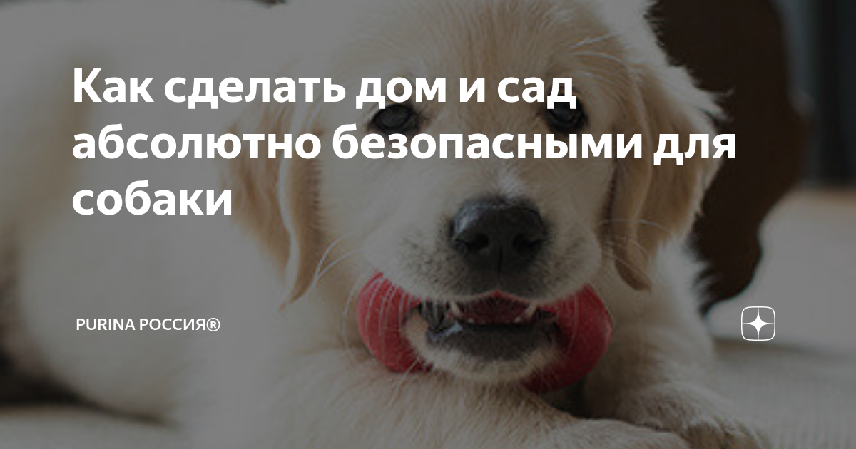 Как сделать дом и сад абсолютно безопасными для собаки | Purina Россия® |  Дзен