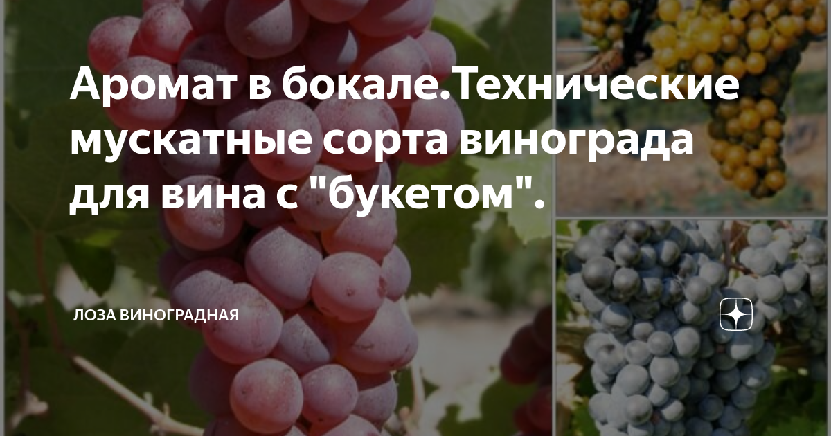 Виноград Мускат белый саженцы купить в Москве по цене от 470 руб.
