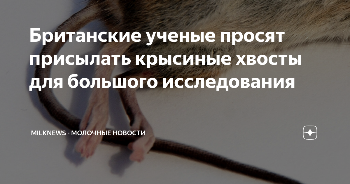 Британские ученые просят присылать крысиные хвосты для большого ...