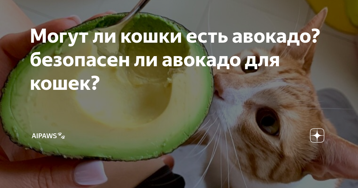Могут ли кошки есть авокадо? безопасен ли авокадо для кошек? | Гармония .