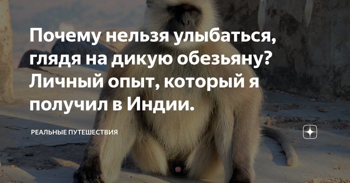 Почему нельзя улыбаться, глядя на дикую обезьяну? Личный опыт, который ...