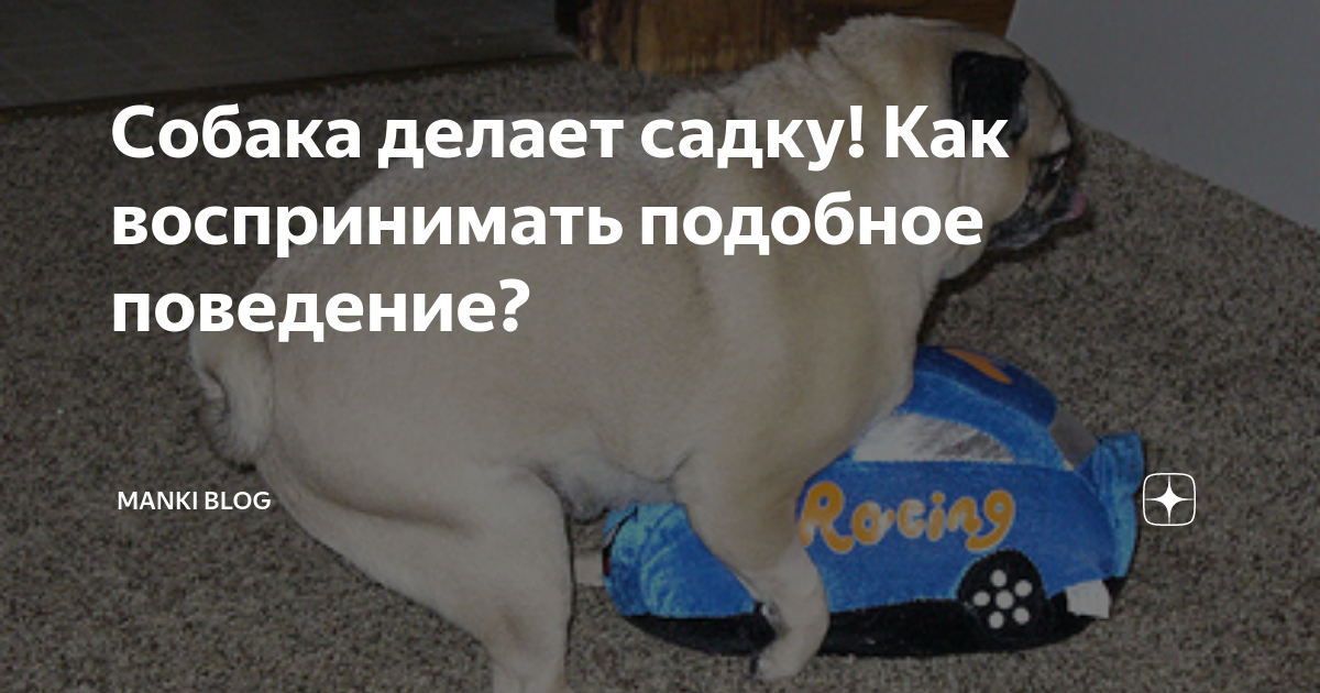 Две собаки спариваются. Кобель делает садку. Среднеазиатская овчарка спаривание. Собаки спариваются. Кобель делает садку.