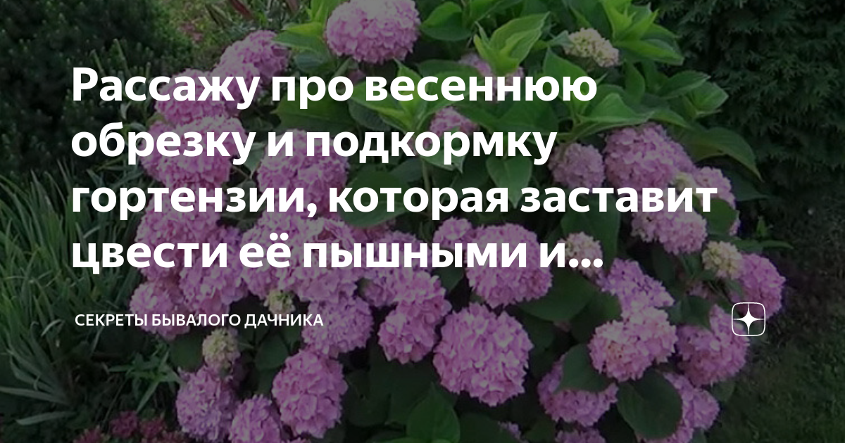 Чем удобрять гортензию весной. Подкормка гортензии. Обрезка гортензии весной. Обрезка гортензии метельчатой весной для пышного цветения.