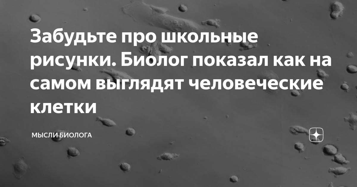 Забудьте про школьные рисунки. Биолог показал как на самом выглядят ...