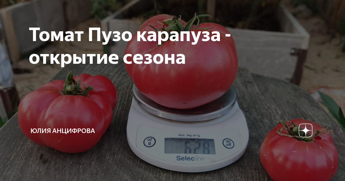 Томат Пузо карапуза - открытие сезона | Юлия Анцифрова | Дзен