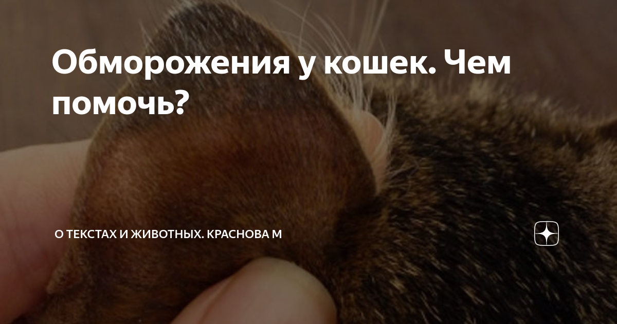 Как выглядит обморожение у кошек Помогите спасти лапы котику после капкана и обморожения 30 ноября 2016 Форум