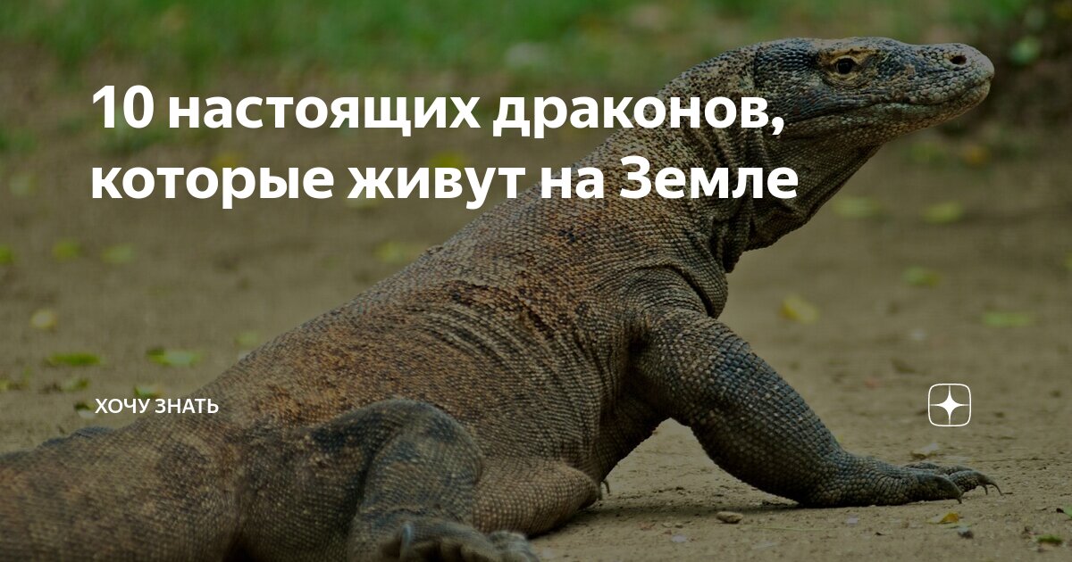 там где живут драконы отзывы